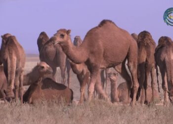 Қазақстандағы ең ірі түйе шаруашылығы