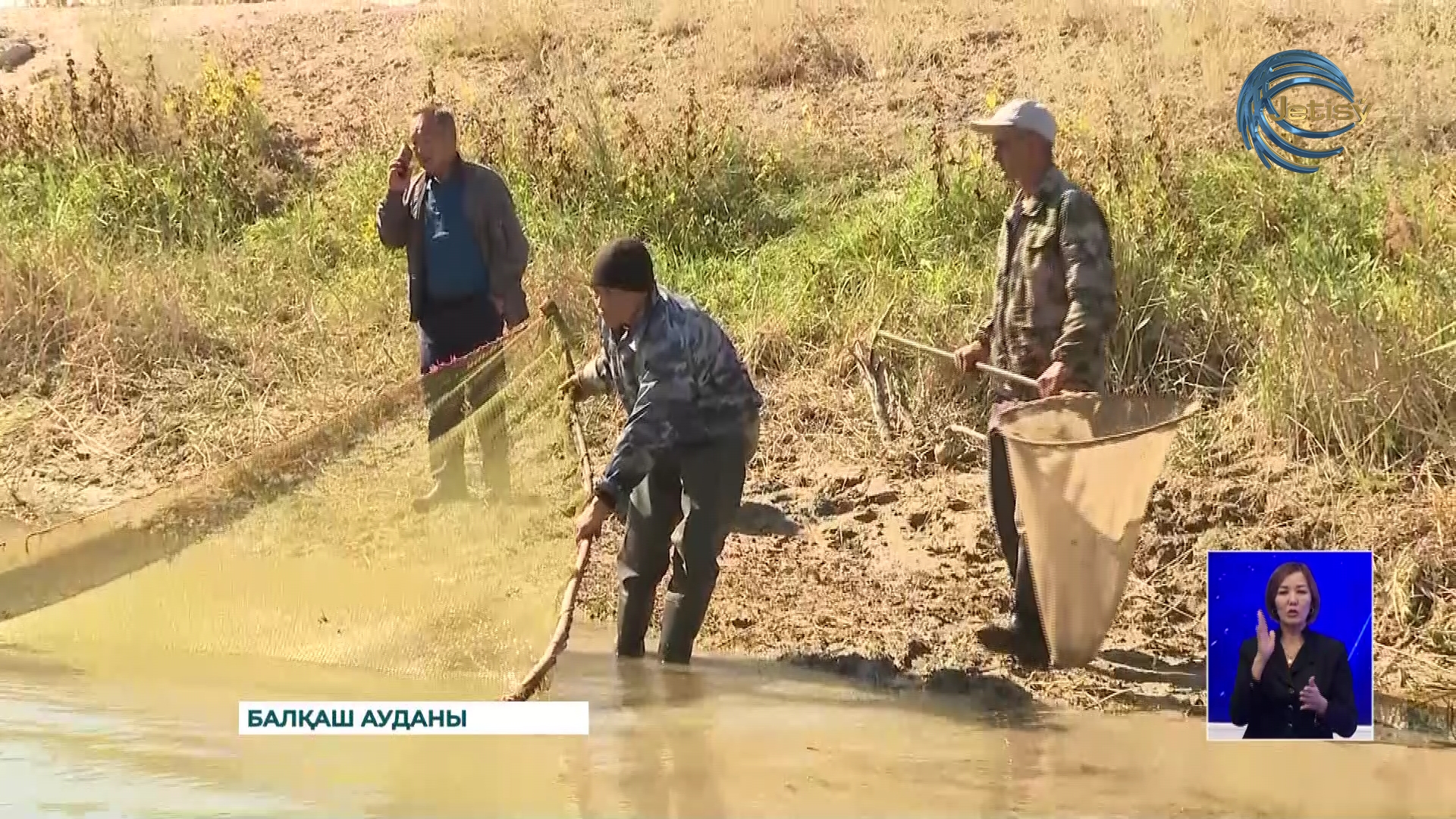 Балқаш ауданында күріш алқабындағы шабақтар құтқарылды
