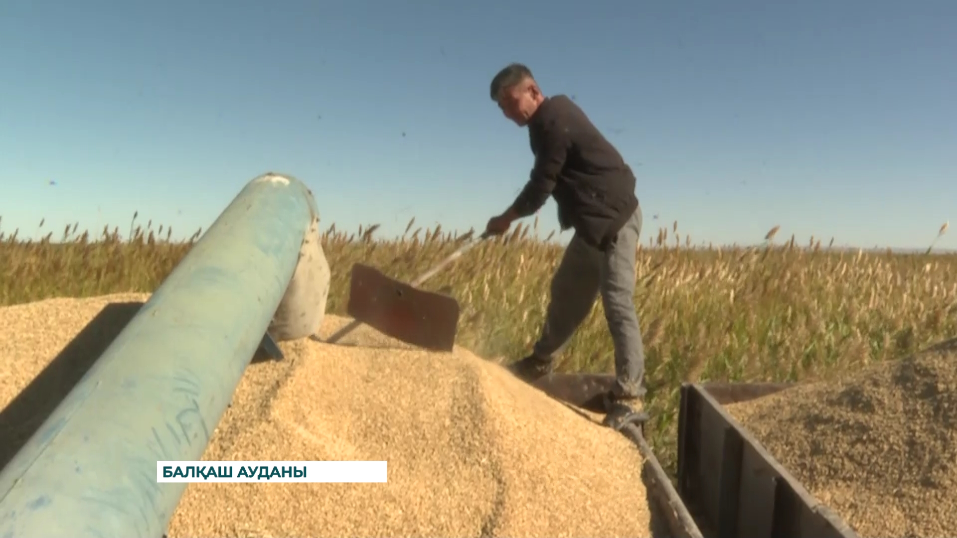 Балқаштық диқандар биыл жеті мың гектарға егілген күрішті ысырапсыз, уақытылы жинауға тырысып жатыр