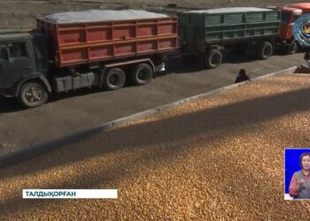 Жүгері еккен шаруалардың еңбектері еш кеткені ме?