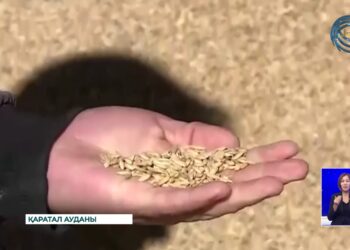Жетісу облысында биыл 360 мың тонна дәнді дақыл жиналды