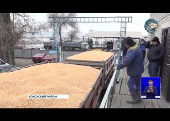 В области Жетысу нашли решение проблемам местных кукурузоводов