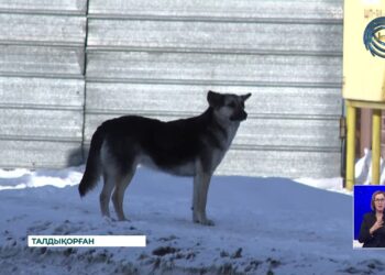 Бұралқы иттер өріп жүр