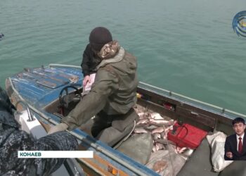 Подготовка к сезону нереста проходит в Алматинской, а также в области Жетысу