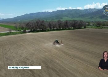 Жетісу облысында қант қызылшасының алқабы ұлғайды