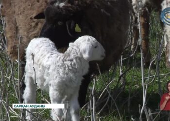 Жетісулық шаруалар мал төлдетіп жатыр