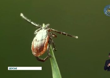 С началом солнечных дней в регионе активизировались клещи