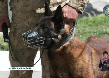 Какие задачи способны выполнять специально подготовленные собаки?