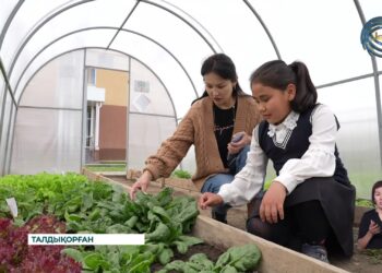 Талдықорғандық оқушылар мектеп ауласына шағын жылыжай салынды