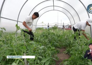 Школьное руководство решило построить собственную теплицу