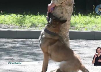 Шекара қызметіне жылына 300- ге тарта ақылды ит дайындалады