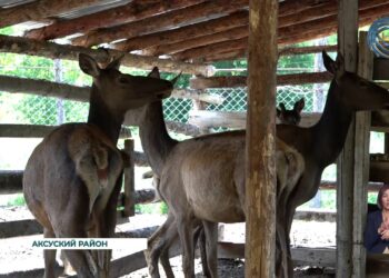 На сегодняшний день количество оленей уже достигло сорока особей