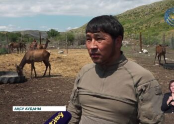 Шығыстың маралы Жетісуға жерсінді