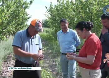 Садоводы Уйгурского района планируют собрать 10 тонн абрикосовой продукции с одного гектара