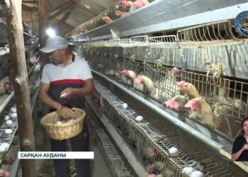 Сарқанда Ломан Уайт тауығы өсіріле бастады