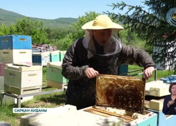 Сергей Питенко асыл тұқымды ара өсірумен айналысады