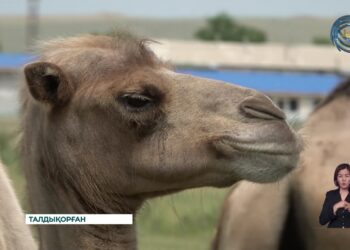 Мойнақтан шыққан  — Миллионер