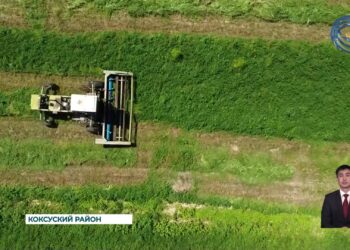 Семиреченские крестьяне успешно завершили первый этап сенокоса