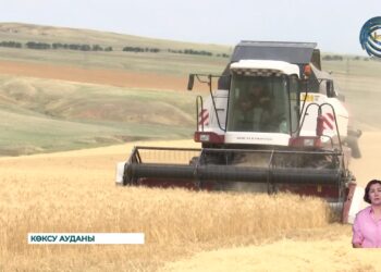 Жетісу облысында бидай ору науқаны қызу жүріп жатыр
