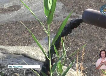 Алматы облысының 12 мың тұрғыны сасық иіске тұншығып отыр