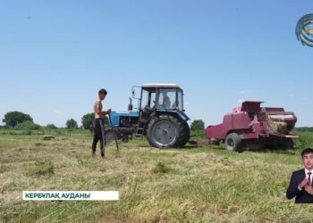 Күреңбелдік шаруалар қысқы мал азығын дайындау қамында