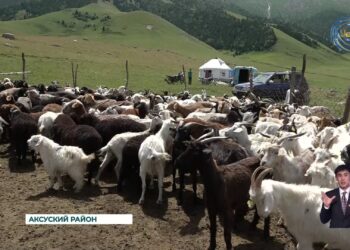 Чипирование КРС является важной частью зоотехнического учета в животноводстве