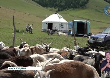Жетісу облысында мал сырғалау науқаны жүріп жатыр