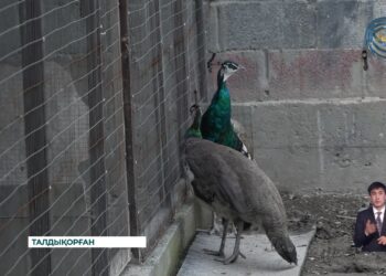 Қырғауыл өсіріп, қыруар пайда табуға болады