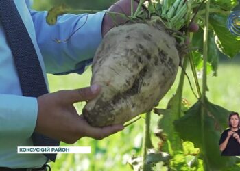Сахарный песок — социально значимый продукт, который контролируется со стороны нашего государства