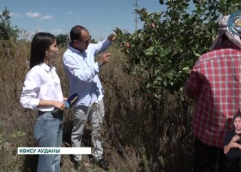 Көксу ауданында 15 гектар аумақта алма бағы жайқалып тұр