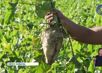 Жетісу өңірінде қант қызылшасы алқабын үш есе ұлғайту жоспарлануда