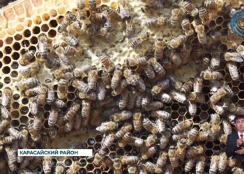 В Алматинской области в последние годы большую популярность набирает так называемый агротуризм