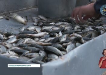 В Алматинской области прошло зарыбление водоемов