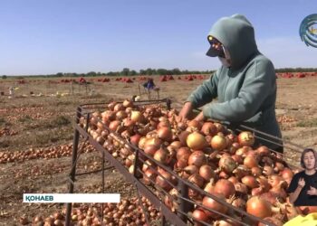 Шеңгелділік шаруалар пияз егуді азайтты
