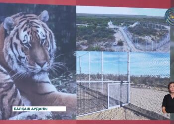 Елімізге алғашқы Амур жолбарыстары жеткізілді