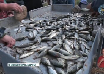 Қапшағай су қоймасына 1 миллионға жуық балық шабақтары жіберілді