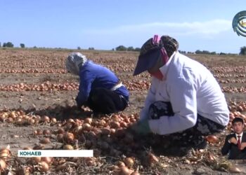 В этом сезоне крестьяне Шенгельдинского сельского округа значительно сократили посевы лука
