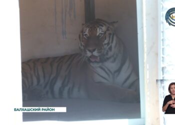 Из Нидерландов в Казахстан доставлены два амурских тигра