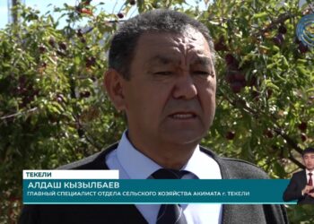 В области Жетысу завершается сезон сбора фруктов