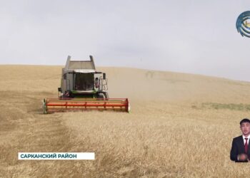 В области Жетісу завершается уборочная кампания по зерновым колосовым культурам
