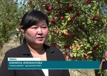 Жетісу облысында жеміс-жидек жинау науқаны аяқталуға жақын