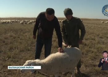 Балхашский район — единственное место в регионе, где разводят дегересских овец