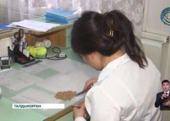 В этом году на разработку семян в регионе из бюджета выделено 65 миллионов тенге