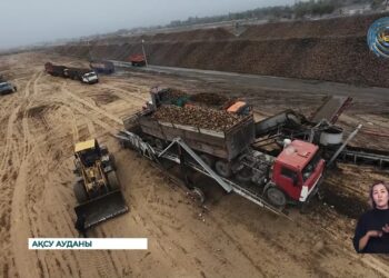 Ақсу қант зауыты қызылша қабылдап жатыр