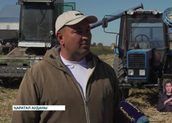Қаратал ауданында күріш ору науқаны қызу