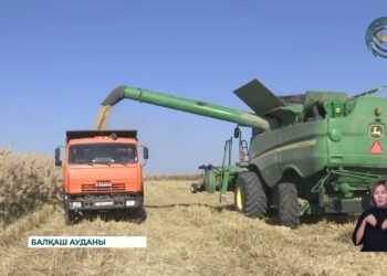 Балқаш ауданында күріш жинау қызу жүріп жатыр