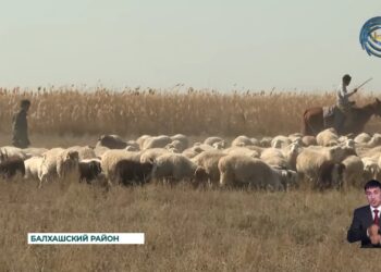 Балхашский район — единственное место в регионе, где разводят дегересских овец