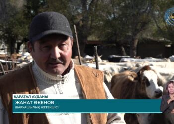 Жетісу облысында ірі қараны асылдандыру ісі қарқын алып келеді