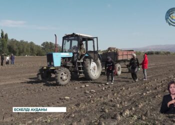 Тәтті түбір жинау науқаны қызу