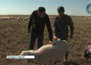 Балқаш ауданы – дегерес қойын өсіретін өңірдегі жалғыз аймақ